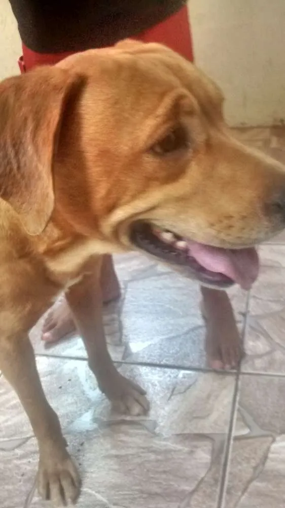 Cachorro ra a desconhecida  idade 3 anos nome teddy