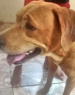 Cachorro raça desconhecida  idade 3 anos nome teddy