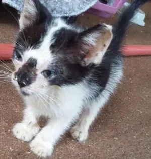 Gato raça INDEFINIDO idade Abaixo de 2 meses nome INDEFINIDO