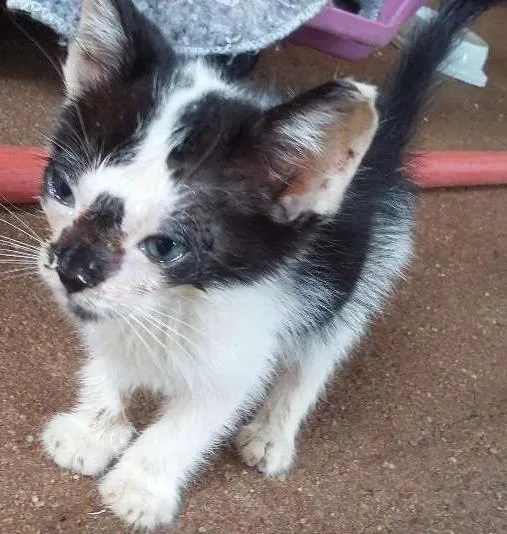 Gato ra a INDEFINIDO idade Abaixo de 2 meses nome INDEFINIDO