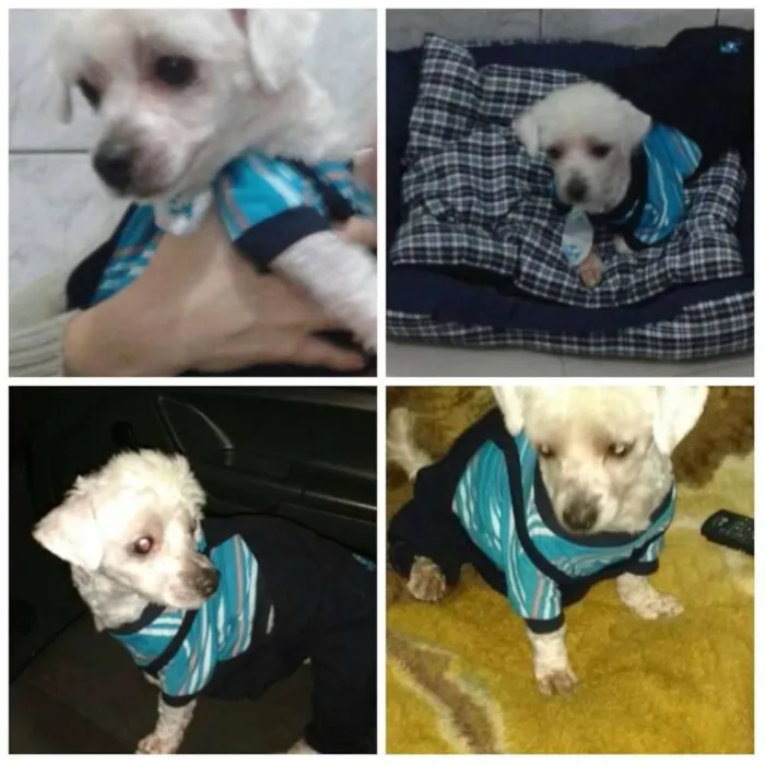 Cachorro ra a Poodle idade 3 anos nome BILU