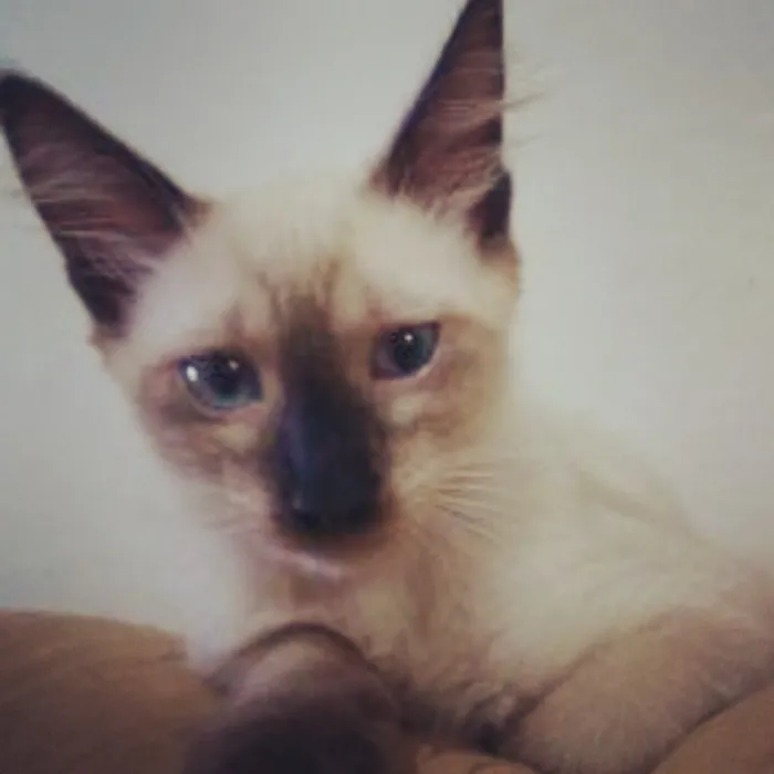 Gato ra a  idade 2 a 6 meses nome Gauchinha