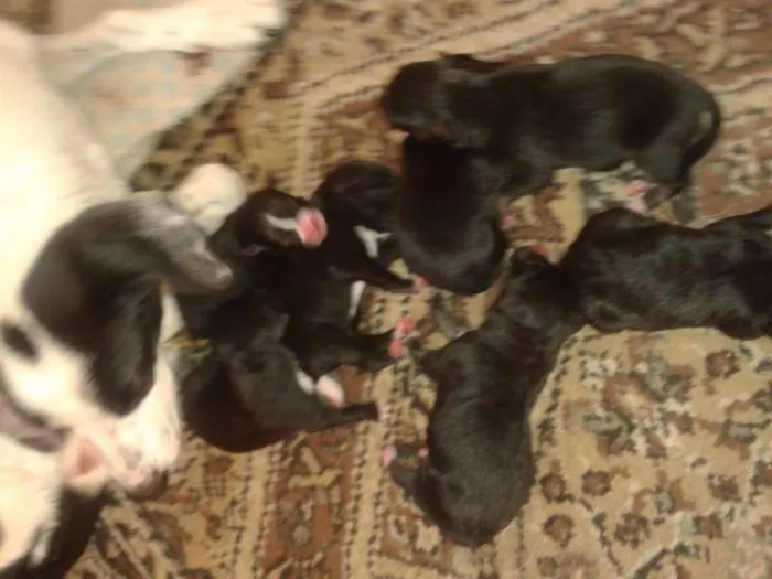 Cachorro ra a Vira Lata idade 2 a 6 meses nome Sem Nomes
