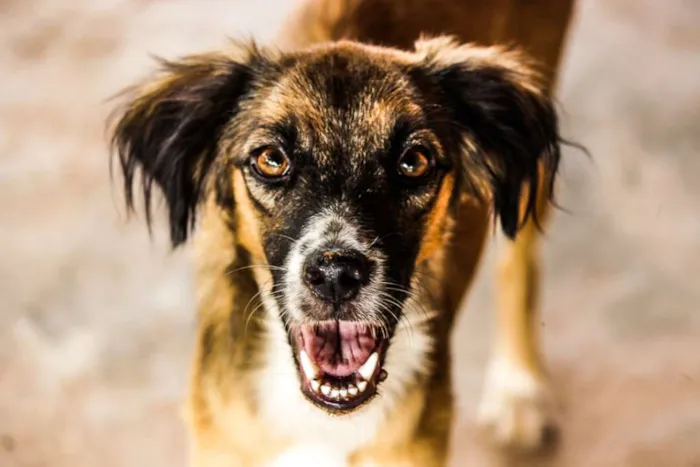 Cachorro raça Vira  idade 7 a 11 meses nome Maga
