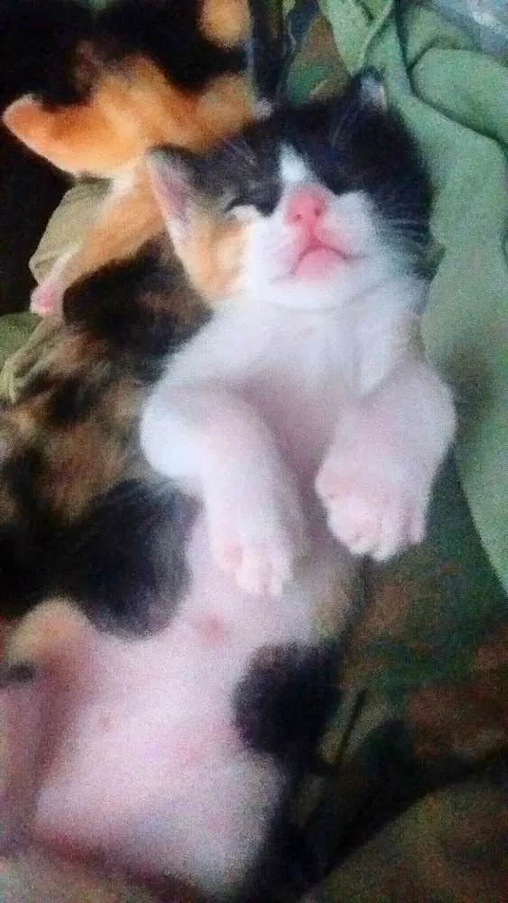 Gato raça Srd idade Abaixo de 2 meses nome Gatinhos 