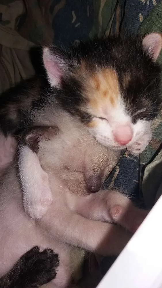 Gato raça Srd idade Abaixo de 2 meses nome Gatinhos 