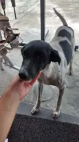 Pongo