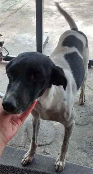 Cachorro raça Srd idade 7 a 11 meses nome Pongo