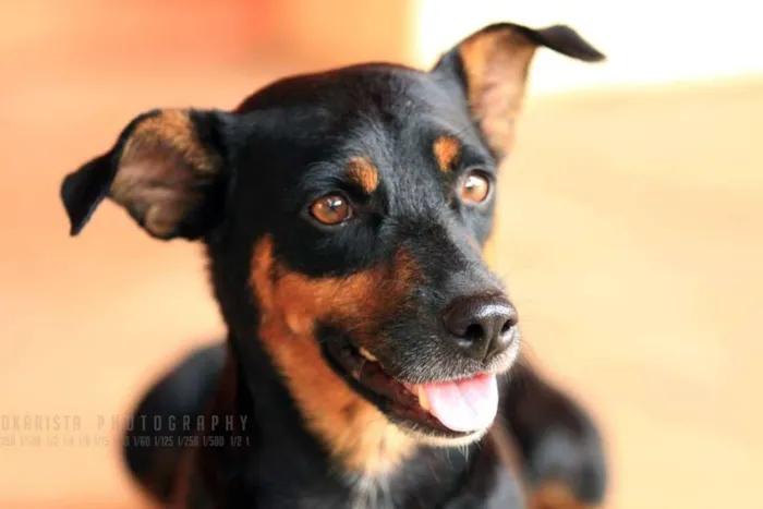Cachorro raça Vira idade 2 anos nome Bob