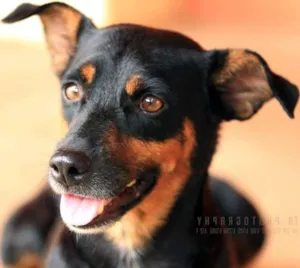Cachorro raça Vira idade 2 anos nome Bob
