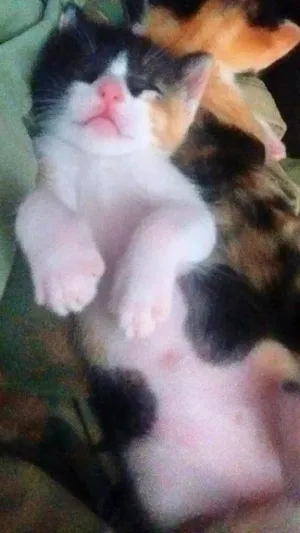 Gato raça Srd idade Abaixo de 2 meses nome Gatinhos 