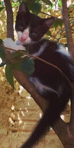 Gato raça  idade 2 a 6 meses nome Pituxinha