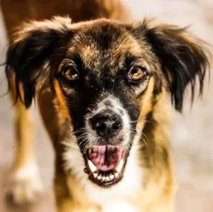 Cachorro raça Vira  idade 7 a 11 meses nome Maga