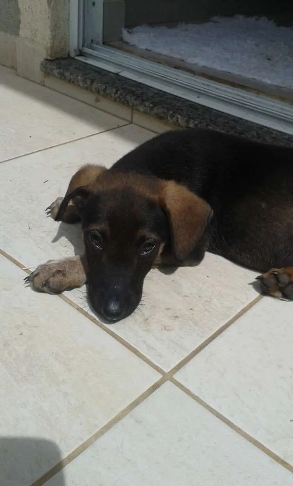 Cachorro ra a salsisha idade 2 a 6 meses nome Left