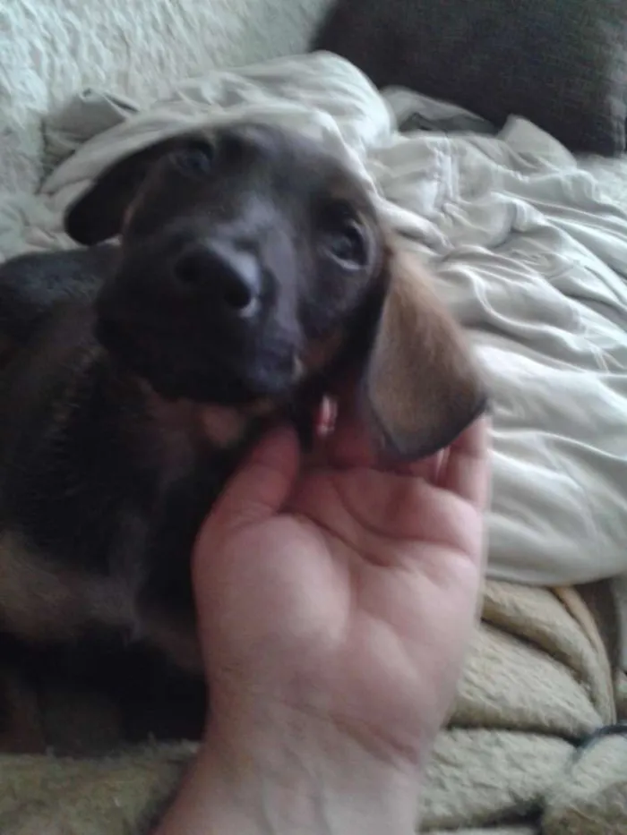 Cachorro ra a salsisha idade 2 a 6 meses nome Left