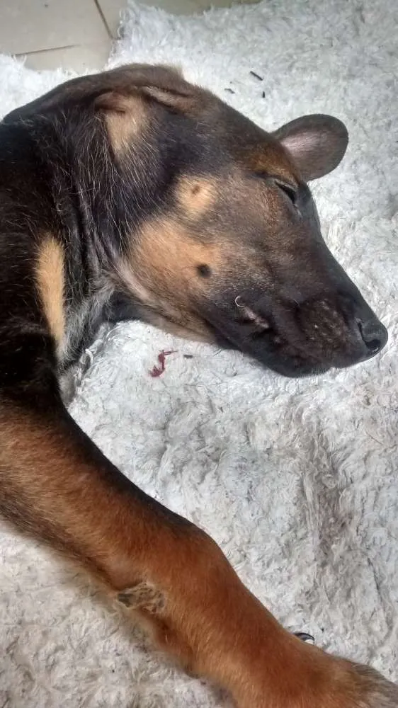 Cachorro ra a salsisha idade 2 a 6 meses nome Left