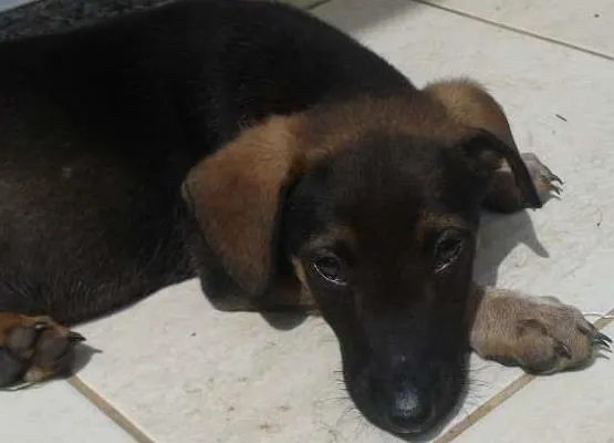 Cachorro ra a salsisha idade 2 a 6 meses nome Left