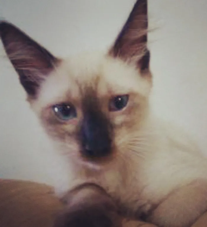 Gato ra a  idade 2 a 6 meses nome Gauchinha