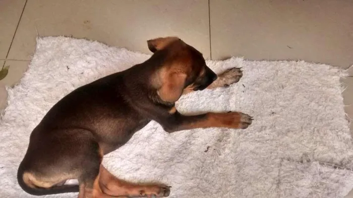 Cachorro ra a salsisha idade 2 a 6 meses nome Left