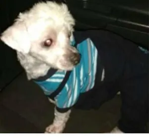 Cachorro raça Poodle idade 3 anos nome BILU