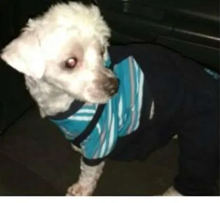 Cachorro ra a Poodle idade 3 anos nome BILU