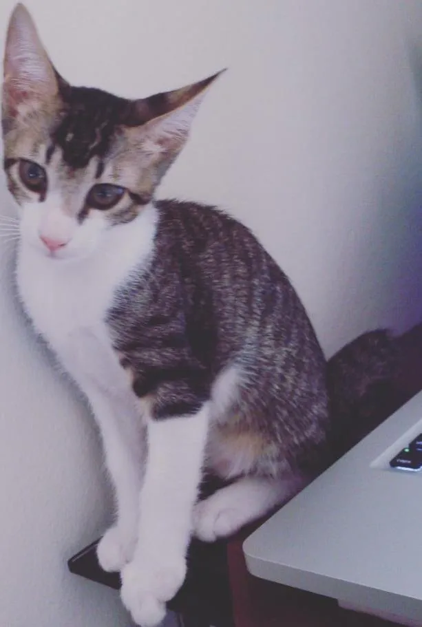 Gato ra a  idade 2 a 6 meses nome Dumbo