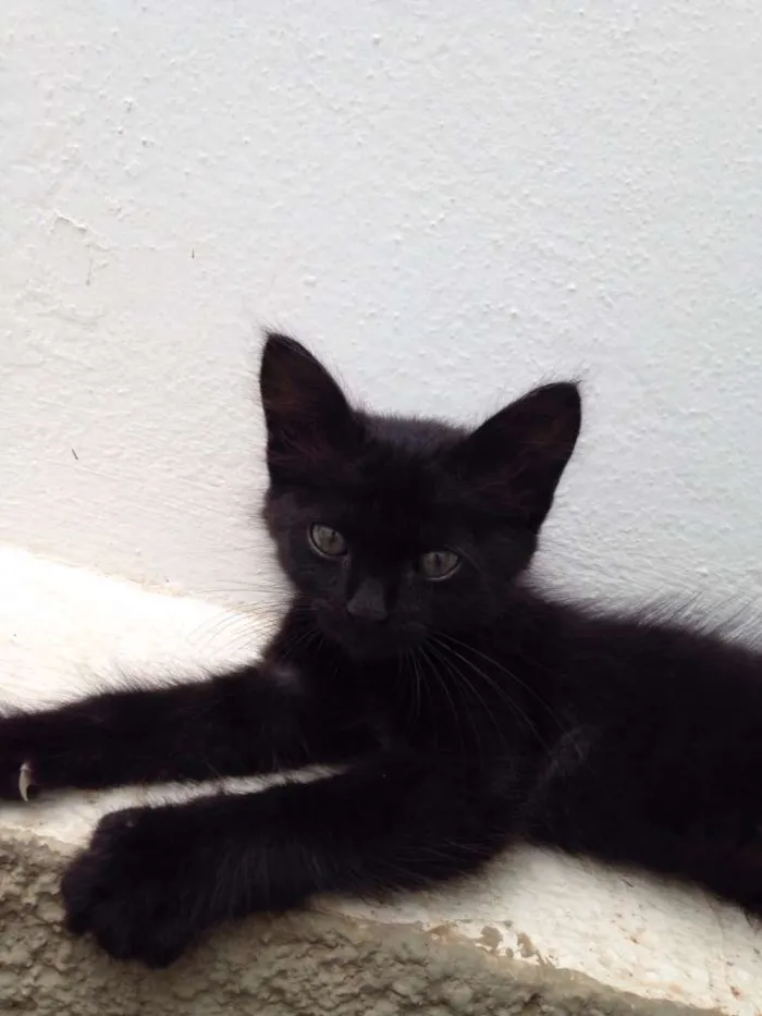 Gato ra a  idade Abaixo de 2 meses nome Sem nome