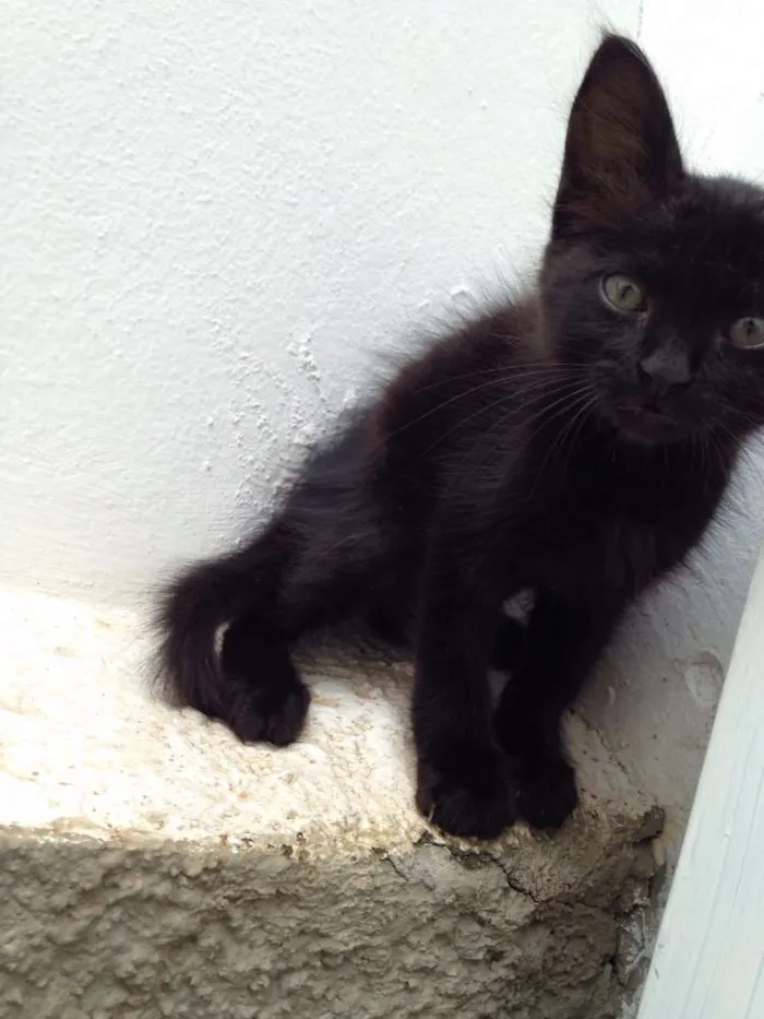 Gato ra a  idade Abaixo de 2 meses nome Sem nome