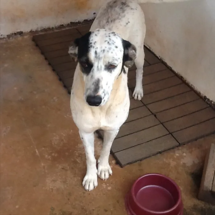 Cachorro ra a SRD idade 2 anos nome Melri