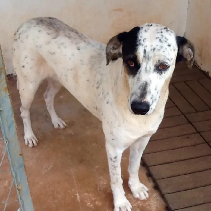 Cachorro ra a SRD idade 2 anos nome Melri