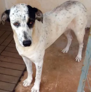 Cachorro raça SRD idade 2 anos nome Melri
