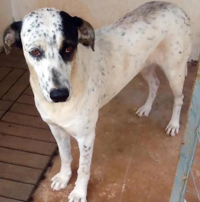Cachorro ra a SRD idade 2 anos nome Melri