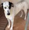 Cachorro raça SRD idade 2 anos nome Melri