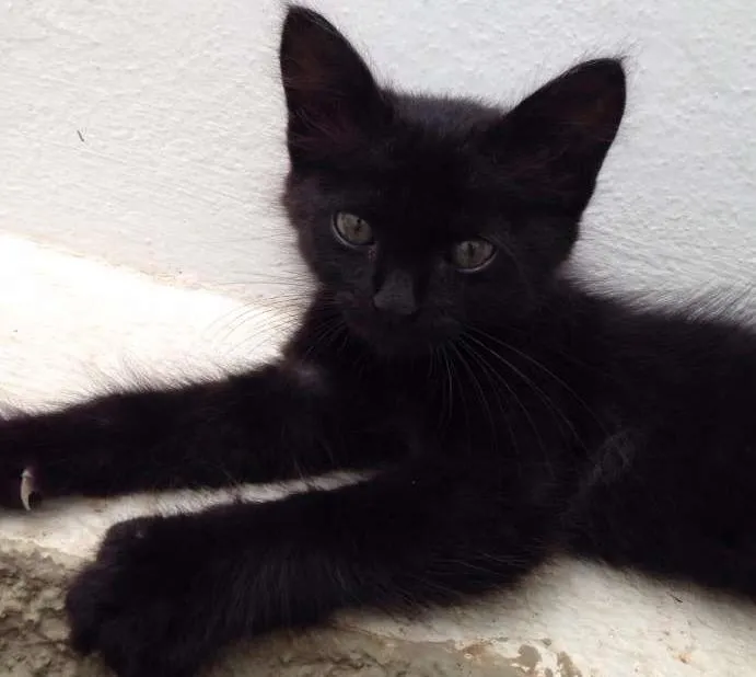 Gato ra a  idade Abaixo de 2 meses nome Sem nome