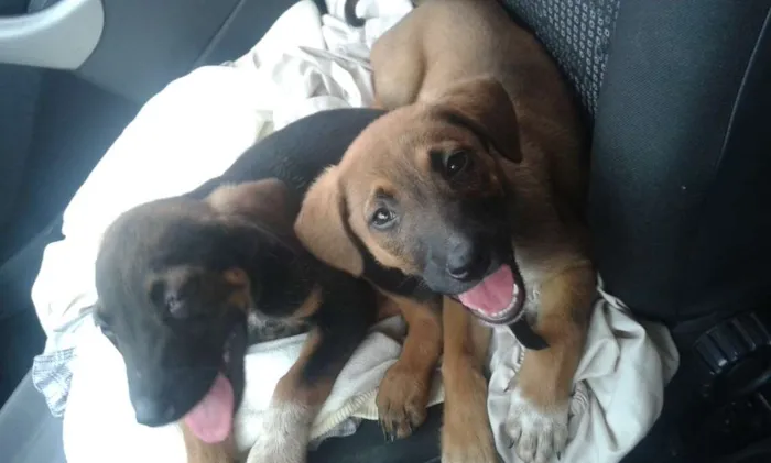 Cachorro ra a salsicha idade 7 a 11 meses nome sophi