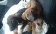 sophi