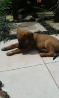 sophi