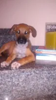 sophi