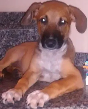 Cachorro raça salsicha idade 7 a 11 meses nome sophi