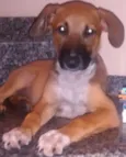 sophi