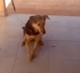 Frida