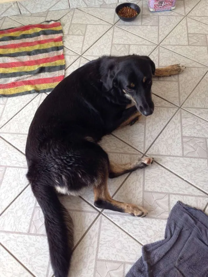 Cachorro ra a Vira com Pastor idade 5 anos nome Nina