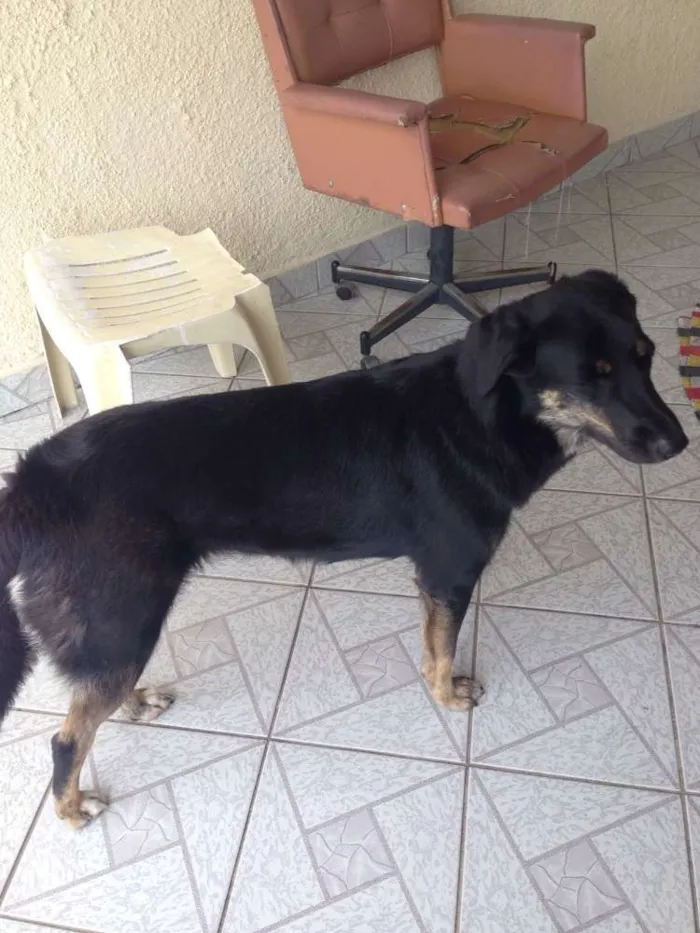 Cachorro ra a Vira com Pastor idade 5 anos nome Nina