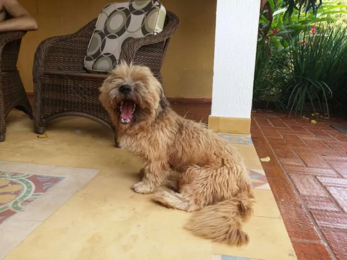 Cachorro ra a Ihasa ou Shitzu idade  nome Sem nome