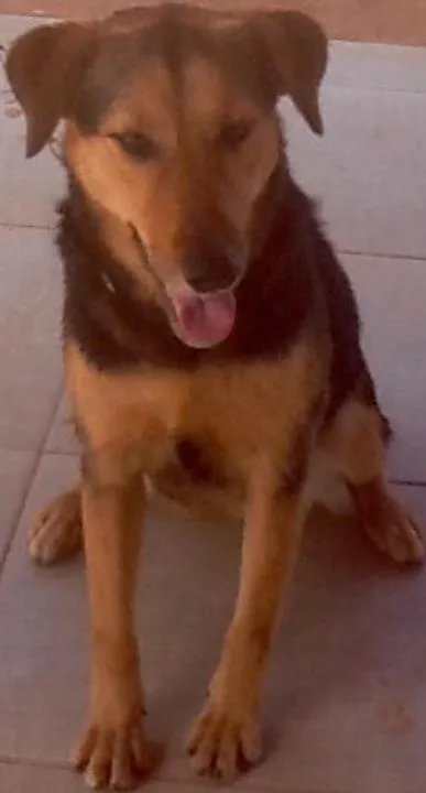 Cachorro ra a SRD idade 2 anos nome Frida