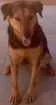Cachorro raça SRD idade 2 anos nome Frida