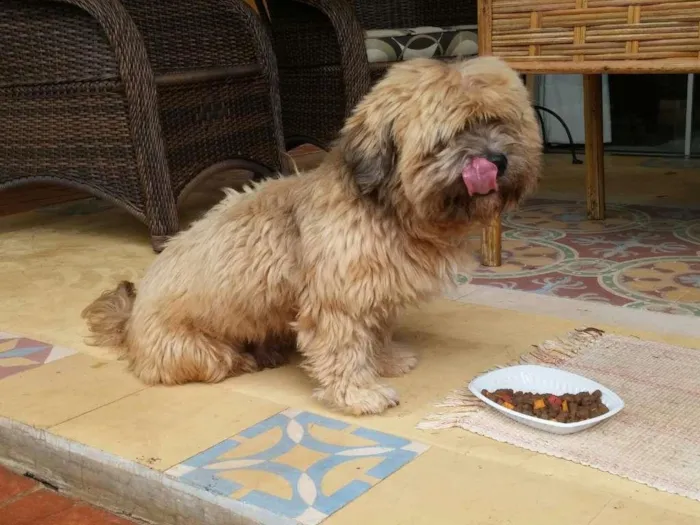 Cachorro ra a Ihasa ou Shitzu idade  nome Sem nome