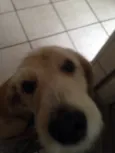 Sig