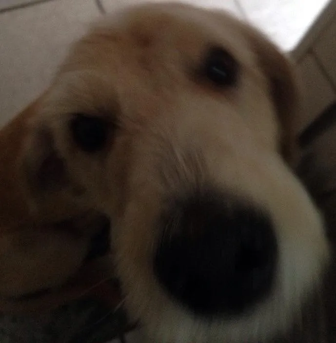 Cachorro ra a Srd  idade  nome Sig