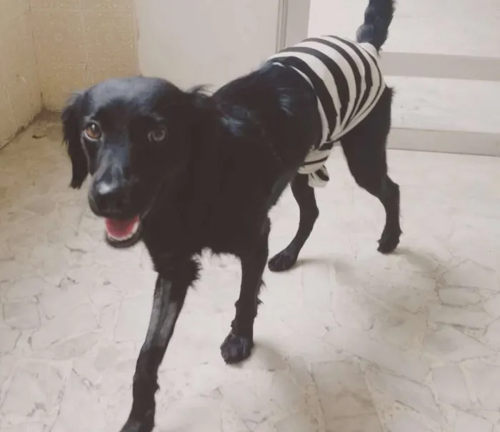 Cachorro raça SRD idade 7 a 11 meses nome Nalu
